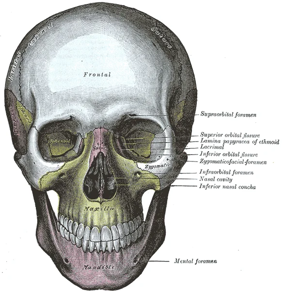 Anterior view of the skull with the frontal, nasal, zygomatic, maxillary and mandibular bones distinguished by colour and labelled